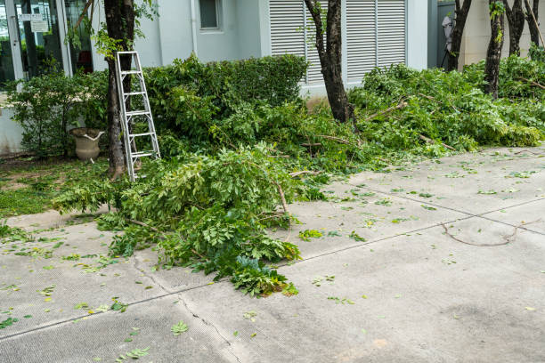 Tree Removal for Businesses in Belleville, MI